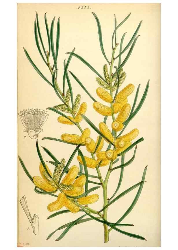 Reproducción/Reproduction 34407538774: Curtis's botanical magazine.. London ; New York [etc.] :Academic Press [etc.]