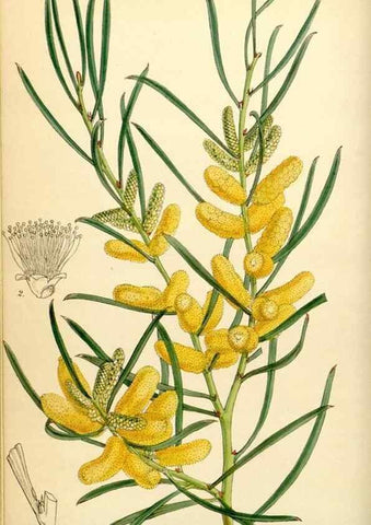 Reproducción/Reproduction 34407538774: Curtis's botanical magazine.. London ; New York [etc.] :Academic Press [etc.]