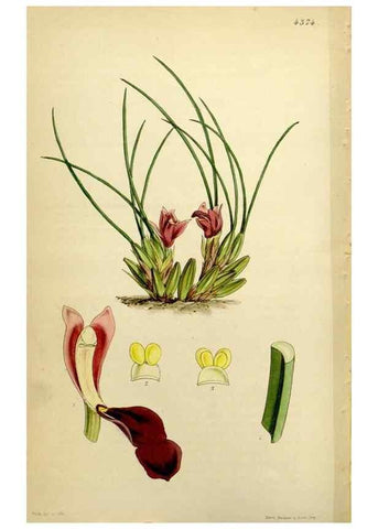 Reproducción/Reproduction 34864383470: Curtis's botanical magazine.. London ; New York [etc.] :Academic Press [etc.]
