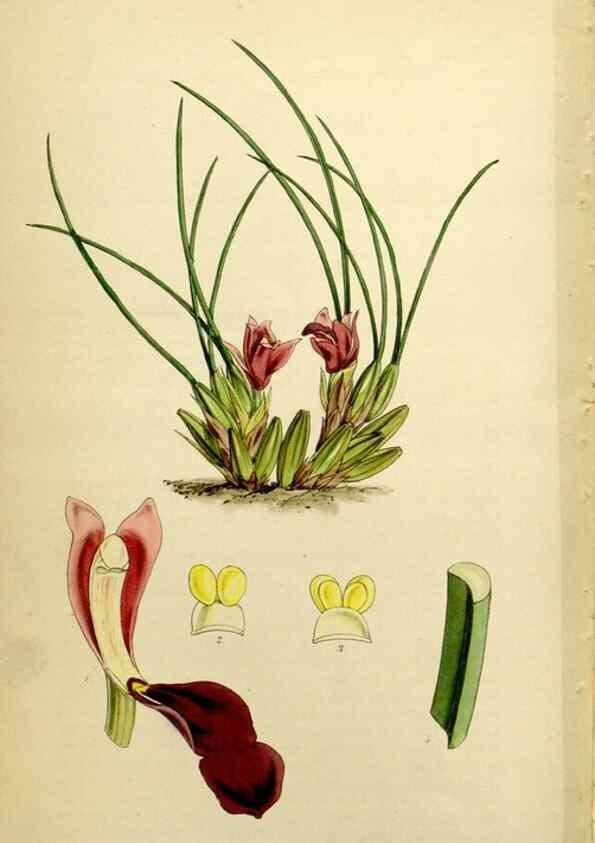 Reproducción/Reproduction 34864383470: Curtis's botanical magazine.. London ; New York [etc.] :Academic Press [etc.]