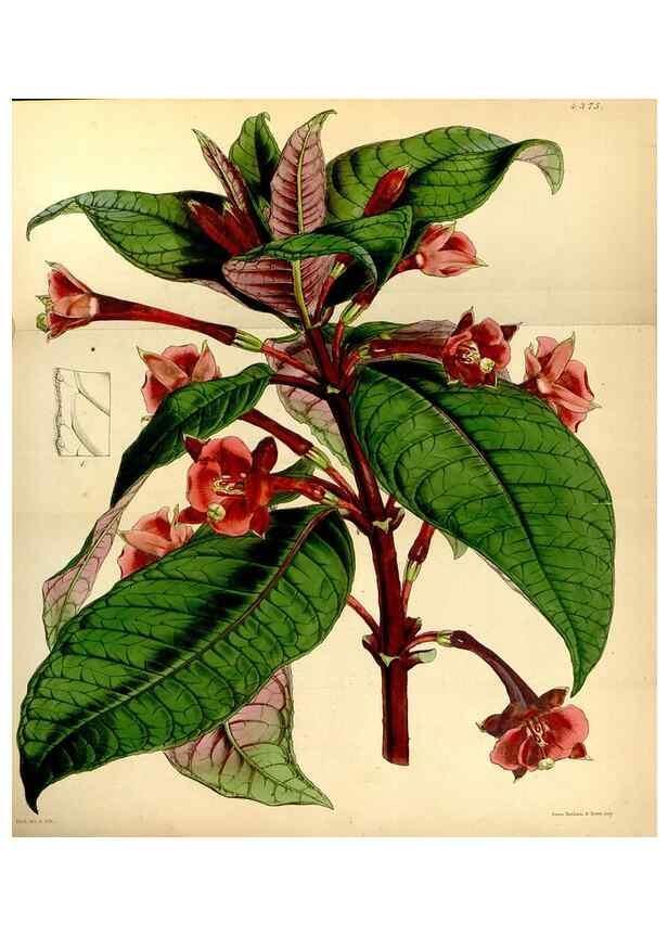 Reproducción/Reproduction 34864385080: Curtis's botanical magazine.. London ; New York [etc.] :Academic Press [etc.]