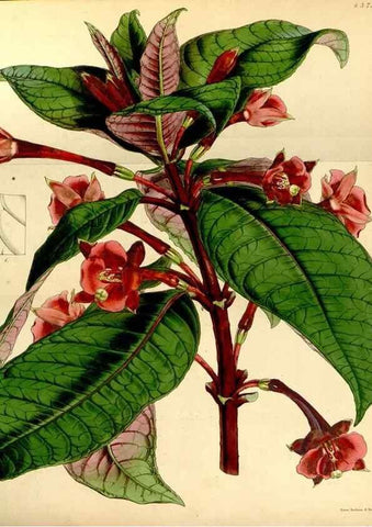 Reproducción/Reproduction 34864385080: Curtis's botanical magazine.. London ; New York [etc.] :Academic Press [etc.]
