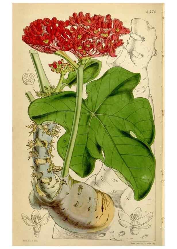 Reproducción/Reproduction 34864387330: Curtis's botanical magazine.. London ; New York [etc.] :Academic Press [etc.]