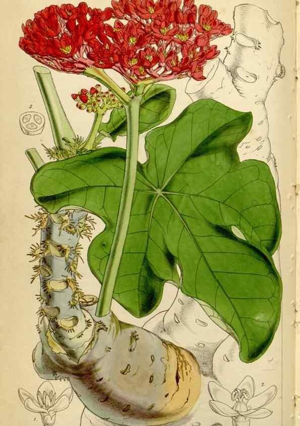 Reproducción/Reproduction 34864387330: Curtis's botanical magazine.. London ; New York [etc.] :Academic Press [etc.]