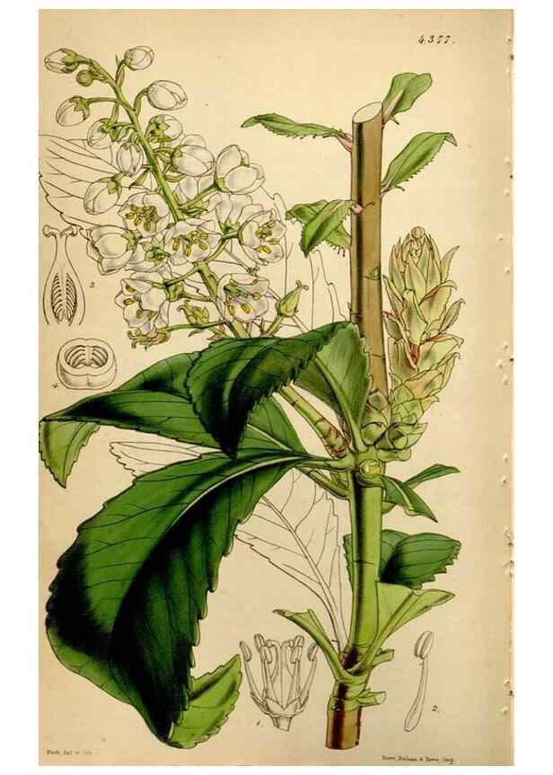 Reproducción/Reproduction 34864389850: Curtis's botanical magazine.. London ; New York [etc.] :Academic Press [etc.]