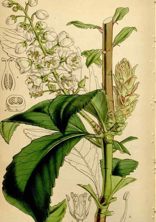 Reproducción/Reproduction 34864389850: Curtis's botanical magazine.. London ; New York [etc.] :Academic Press [etc.]