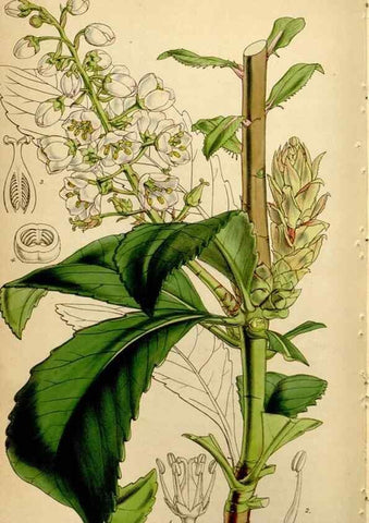 Reproducción/Reproduction 34864389850: Curtis's botanical magazine.. London ; New York [etc.] :Academic Press [etc.]