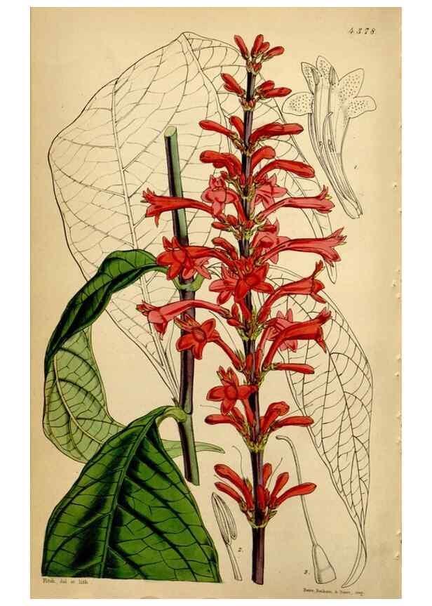 Reproducción/Reproduction 35211529116: Curtis's botanical magazine.. London ; New York [etc.] :Academic Press [etc.]