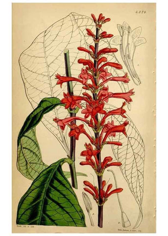 Reproducción/Reproduction 35211529116: Curtis's botanical magazine.. London ; New York [etc.] :Academic Press [etc.]