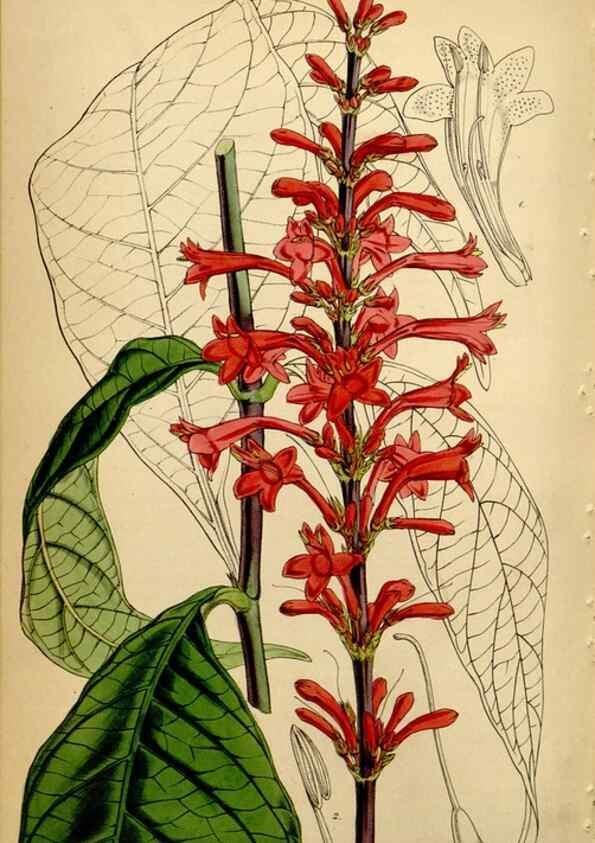 Reproducción/Reproduction 35211529116: Curtis's botanical magazine.. London ; New York [etc.] :Academic Press [etc.]