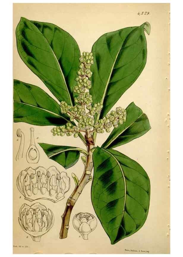 Reproducción/Reproduction 35211531786: Curtis's botanical magazine.. London ; New York [etc.] :Academic Press [etc.]