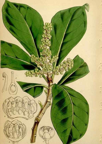 Reproducción/Reproduction 35211531786: Curtis's botanical magazine.. London ; New York [etc.] :Academic Press [etc.]