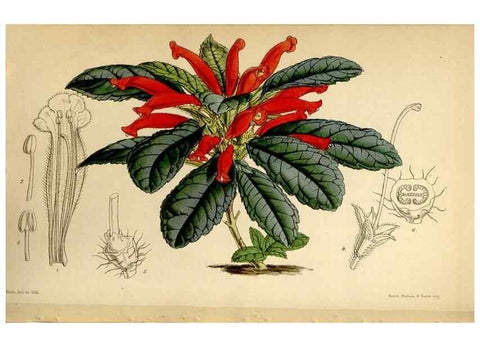 Reproducción/Reproduction 34442496443: Curtis's botanical magazine.. London ; New York [etc.] :Academic Press [etc.]