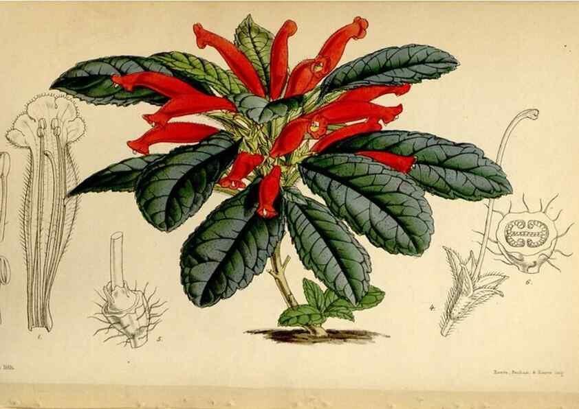 Reproducción/Reproduction 34442496443: Curtis's botanical magazine.. London ; New York [etc.] :Academic Press [etc.]