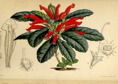 Reproducción/Reproduction 34442496443: Curtis's botanical magazine.. London ; New York [etc.] :Academic Press [etc.]