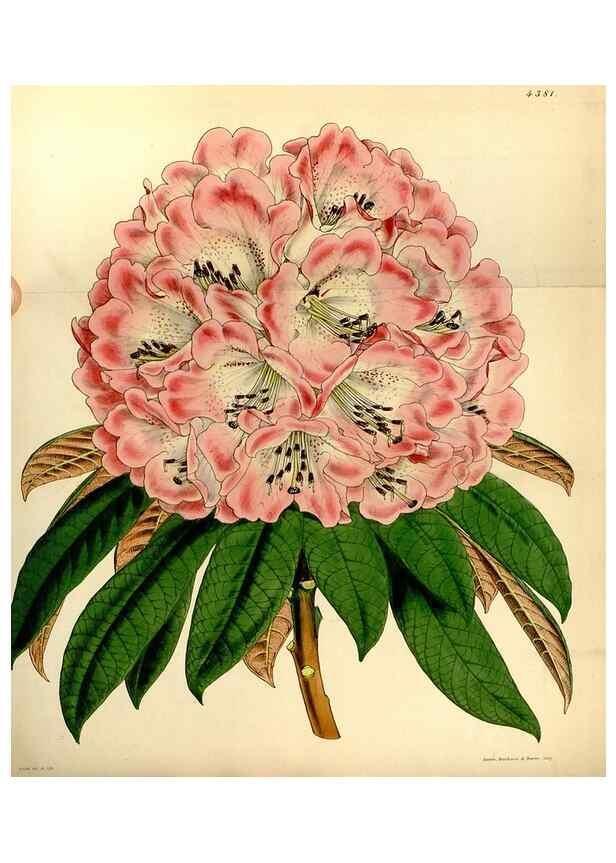 Reproducción/Reproduction 34442497723: Curtis's botanical magazine.. London ; New York [etc.] :Academic Press [etc.]