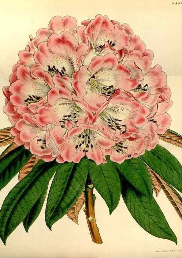 Reproducción/Reproduction 34442497723: Curtis's botanical magazine.. London ; New York [etc.] :Academic Press [etc.]