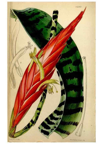 Reproducción/Reproduction 34442499633: Curtis's botanical magazine.. London ; New York [etc.] :Academic Press [etc.]