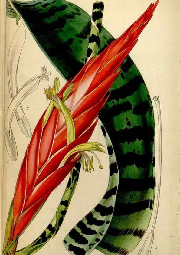 Reproducción/Reproduction 34442499633: Curtis's botanical magazine.. London ; New York [etc.] :Academic Press [etc.]