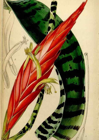Reproducción/Reproduction 34442499633: Curtis's botanical magazine.. London ; New York [etc.] :Academic Press [etc.]