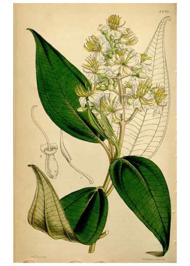 Reproducción/Reproduction 34442501693: Curtis's botanical magazine.. London ; New York [etc.] :Academic Press [etc.]