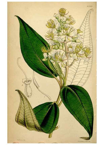 Reproducción/Reproduction 34442501693: Curtis's botanical magazine.. London ; New York [etc.] :Academic Press [etc.]