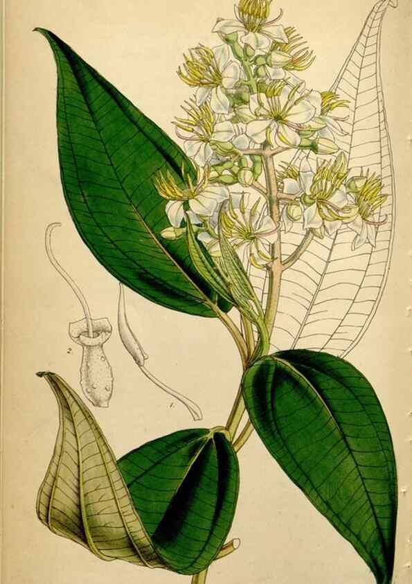 Reproducción/Reproduction 34442501693: Curtis's botanical magazine.. London ; New York [etc.] :Academic Press [etc.]