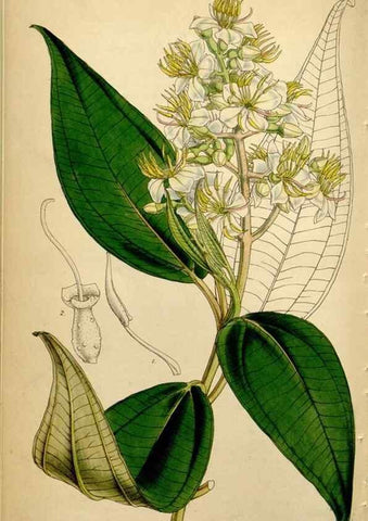 Reproducción/Reproduction 34442501693: Curtis's botanical magazine.. London ; New York [etc.] :Academic Press [etc.]