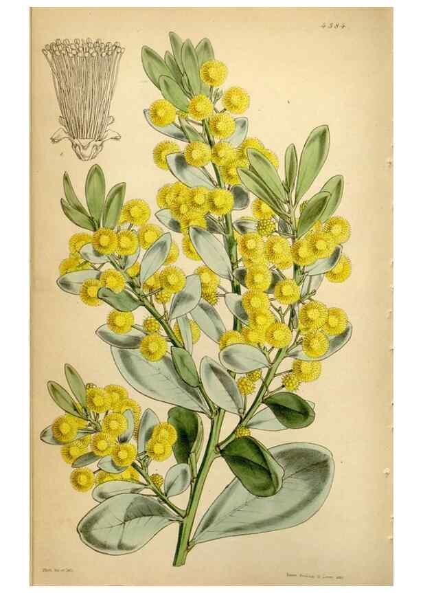 Reproducción/Reproduction 35251386035: Curtis's botanical magazine.. London ; New York [etc.] :Academic Press [etc.]