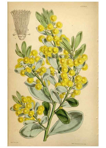 Reproducción/Reproduction 35251386035: Curtis's botanical magazine.. London ; New York [etc.] :Academic Press [etc.]