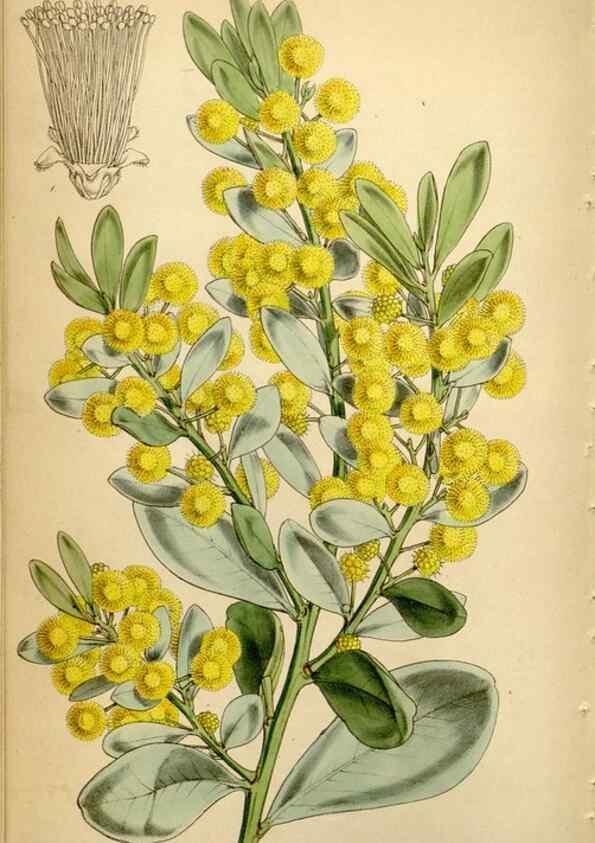 Reproducción/Reproduction 35251386035: Curtis's botanical magazine.. London ; New York [etc.] :Academic Press [etc.]