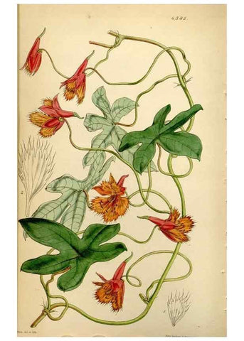 Reproducción/Reproduction 35251389805: Curtis's botanical magazine.. London ; New York [etc.] :Academic Press [etc.]