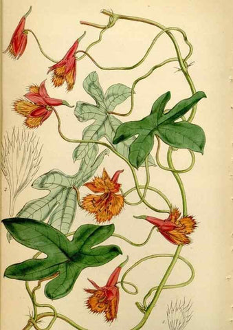 Reproducción/Reproduction 35251389805: Curtis's botanical magazine.. London ; New York [etc.] :Academic Press [etc.]