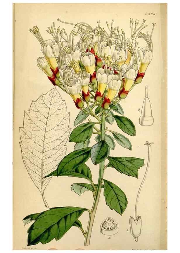 Reproducción/Reproduction 34407620264: Curtis's botanical magazine.. London ; New York [etc.] :Academic Press [etc.]