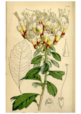 Reproducción/Reproduction 34407620264: Curtis's botanical magazine.. London ; New York [etc.] :Academic Press [etc.]