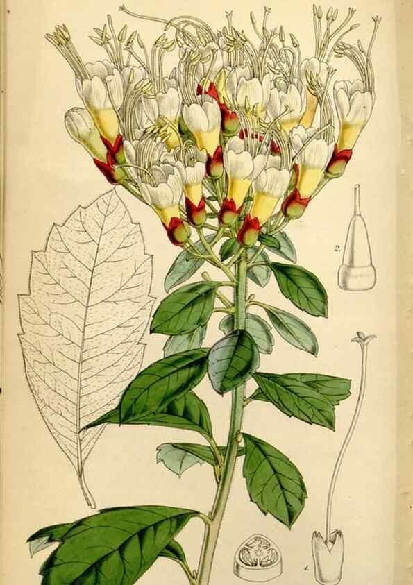 Reproducción/Reproduction 34407620264: Curtis's botanical magazine.. London ; New York [etc.] :Academic Press [etc.]