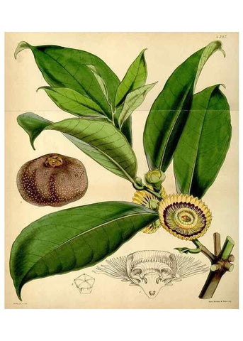 Reproducción/Reproduction 34407621934: Curtis's botanical magazine.. London ; New York [etc.] :Academic Press [etc.]
