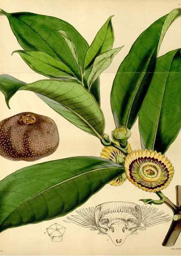 Reproducción/Reproduction 34407621934: Curtis's botanical magazine.. London ; New York [etc.] :Academic Press [etc.]