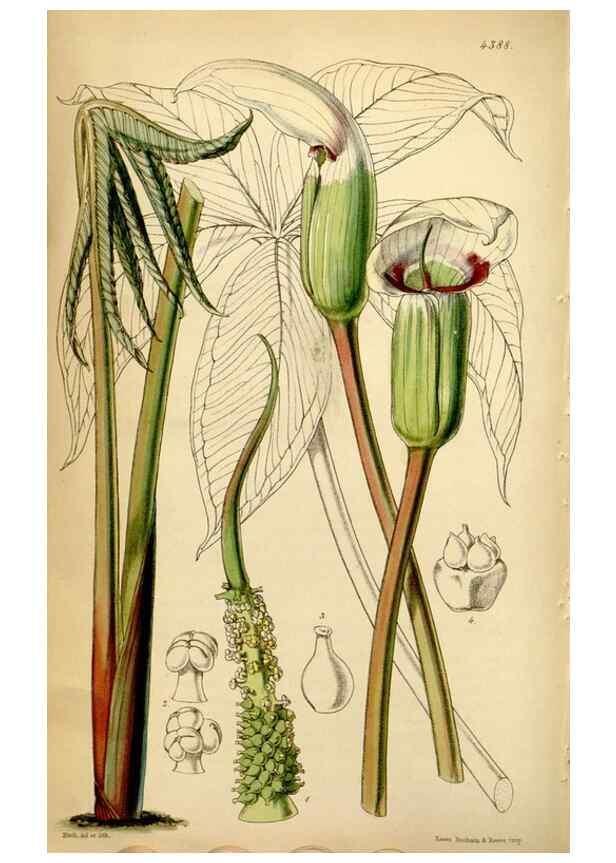 Reproducción/Reproduction 34407624154: Curtis's botanical magazine.. London ; New York [etc.] :Academic Press [etc.]