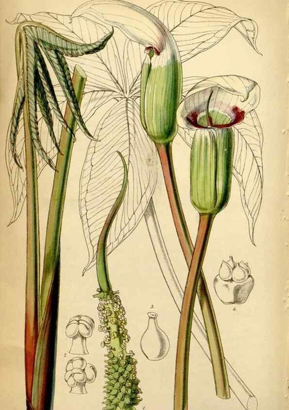 Reproducción/Reproduction 34407624154: Curtis's botanical magazine.. London ; New York [etc.] :Academic Press [etc.]