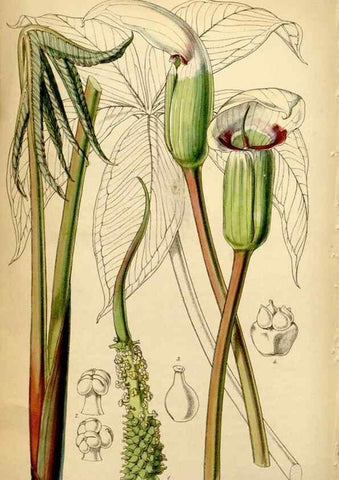 Reproducción/Reproduction 34407624154: Curtis's botanical magazine.. London ; New York [etc.] :Academic Press [etc.]