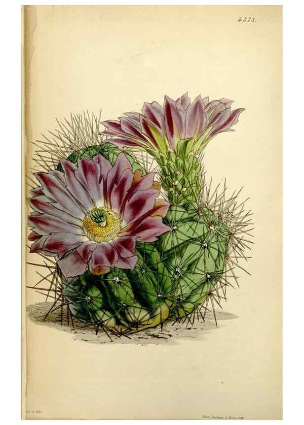 Reproducción/Reproduction 34864381960: Curtis's botanical magazine.. London ; New York [etc.] :Academic Press [etc.]