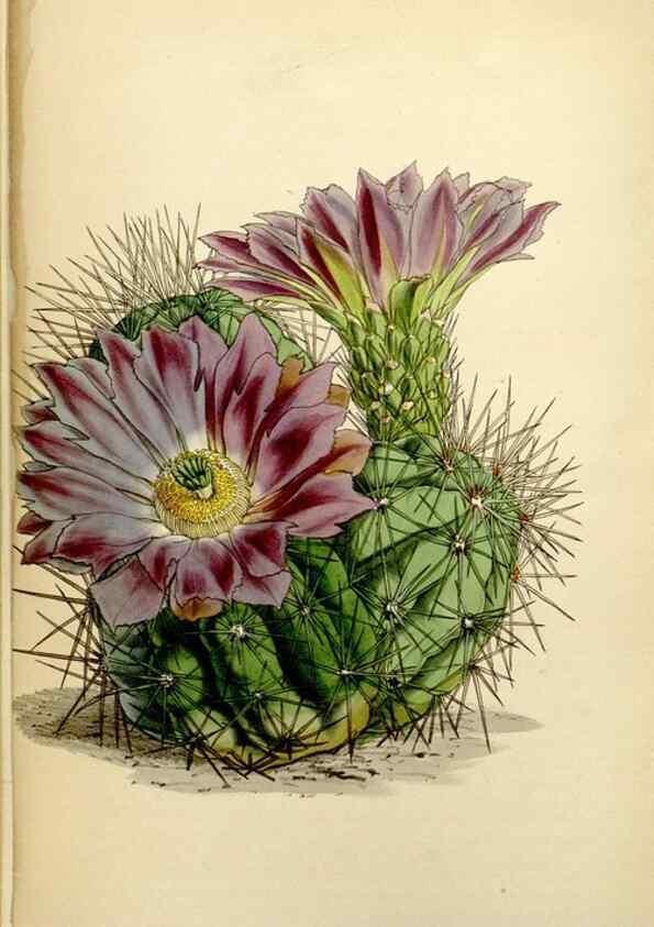 Reproducción/Reproduction 34864381960: Curtis's botanical magazine.. London ; New York [etc.] :Academic Press [etc.]