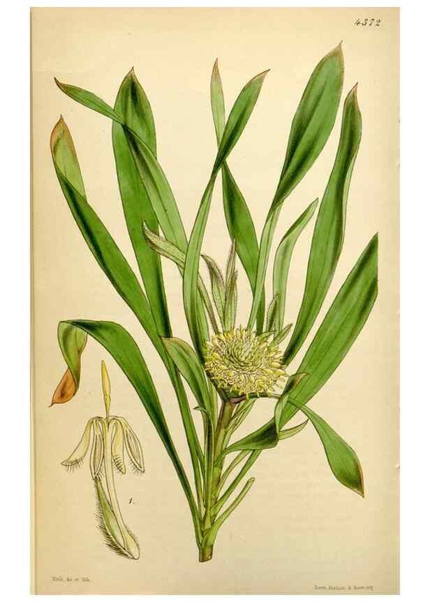 Reproducción/Reproduction 34864380300: Curtis's botanical magazine.. London ; New York [etc.] :Academic Press [etc.]