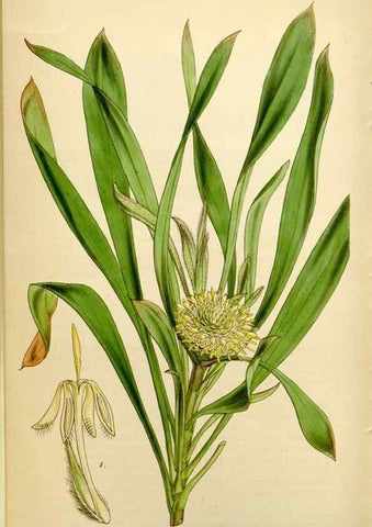 Reproducción/Reproduction 34864380300: Curtis's botanical magazine.. London ; New York [etc.] :Academic Press [etc.]