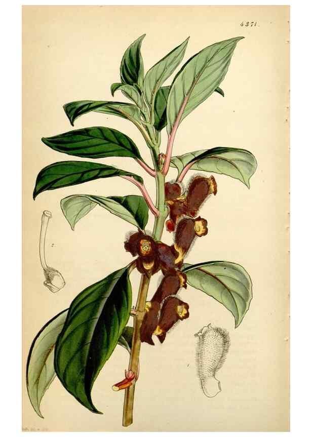 Reproducción/Reproduction 34864378500: Curtis's botanical magazine.. London ; New York [etc.] :Academic Press [etc.]