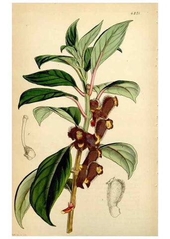 Reproducción/Reproduction 34864378500: Curtis's botanical magazine.. London ; New York [etc.] :Academic Press [etc.]