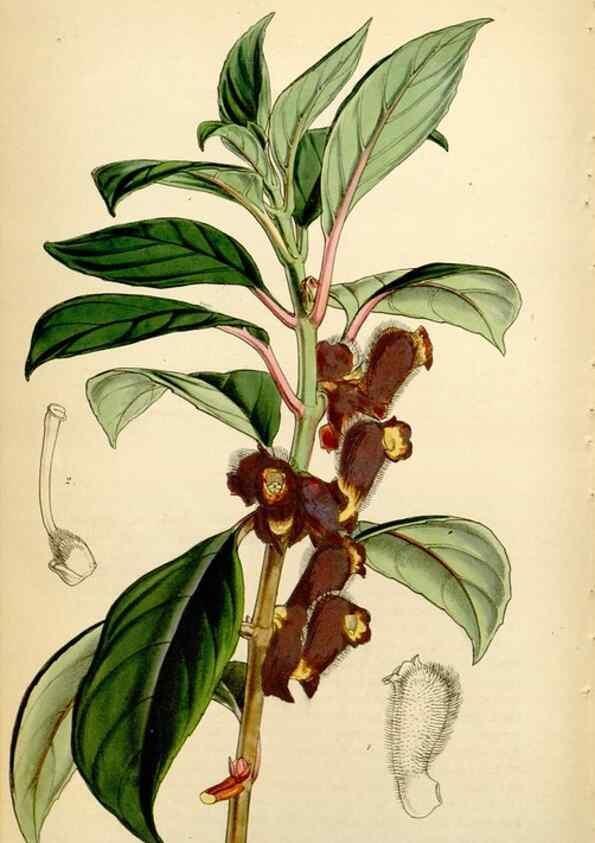 Reproducción/Reproduction 34864378500: Curtis's botanical magazine.. London ; New York [etc.] :Academic Press [etc.]