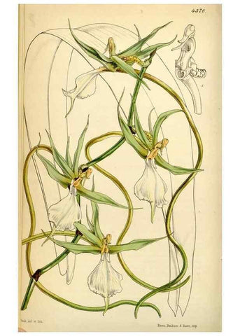 Reproducción/Reproduction 35211501296: Curtis's botanical magazine.. London ; New York [etc.] :Academic Press [etc.]