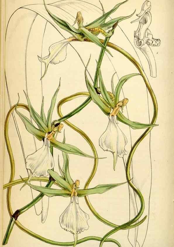 Reproducción/Reproduction 35211501296: Curtis's botanical magazine.. London ; New York [etc.] :Academic Press [etc.]